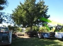 Kwikfynd Tree Management Services
eastend